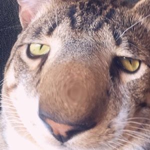 Meet your Posher, Orin